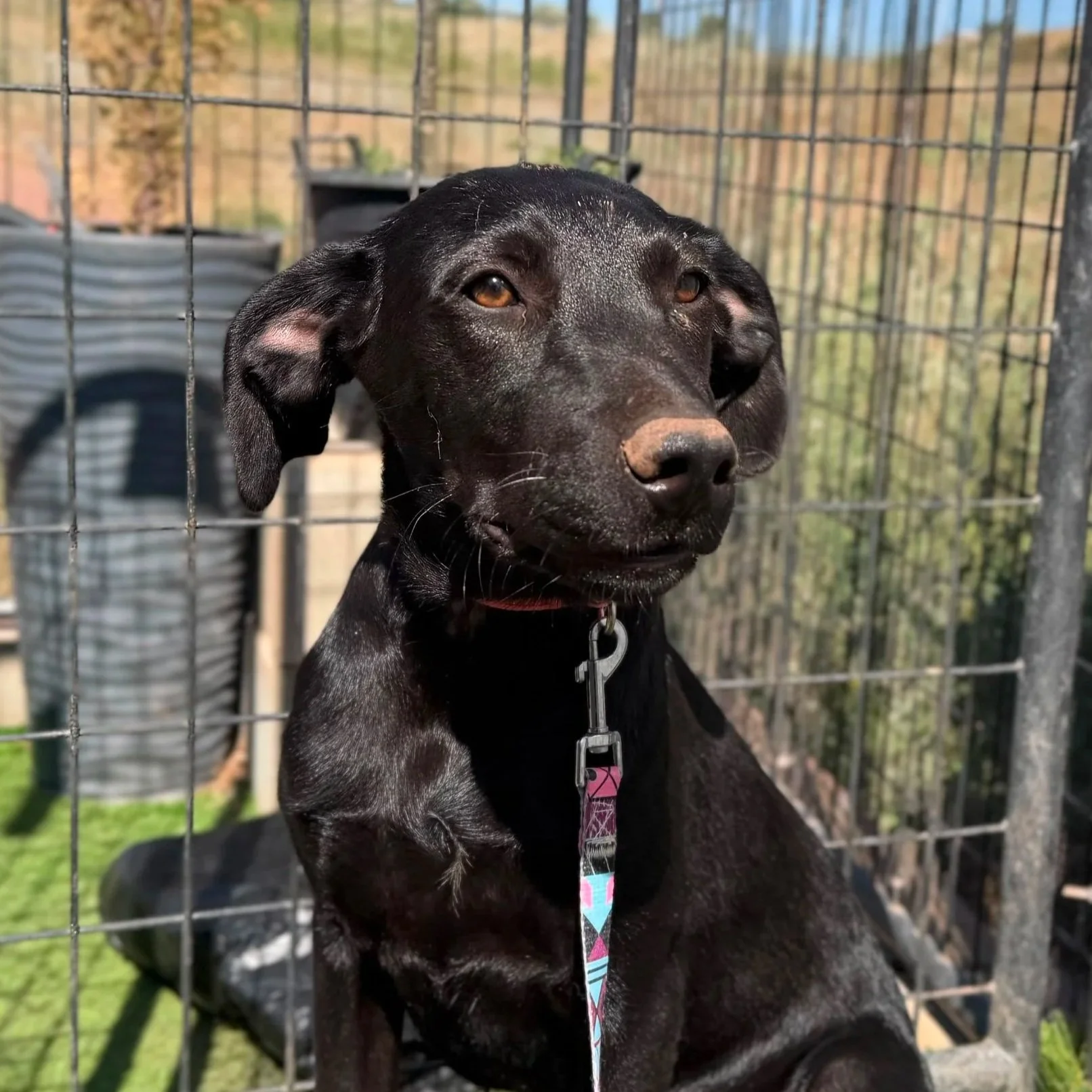 Black dog with brown eyes and pink and black collar sitting behind a wire fence outdoors.