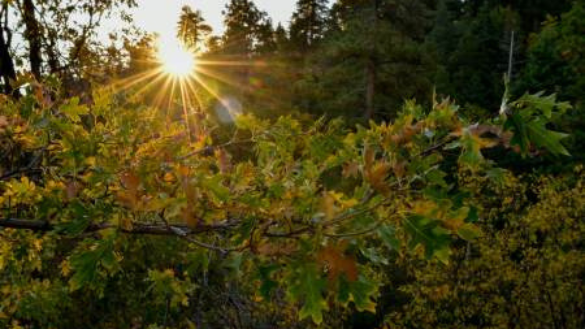 Volunteer Orientation Days at the Big Bear Discovery Center