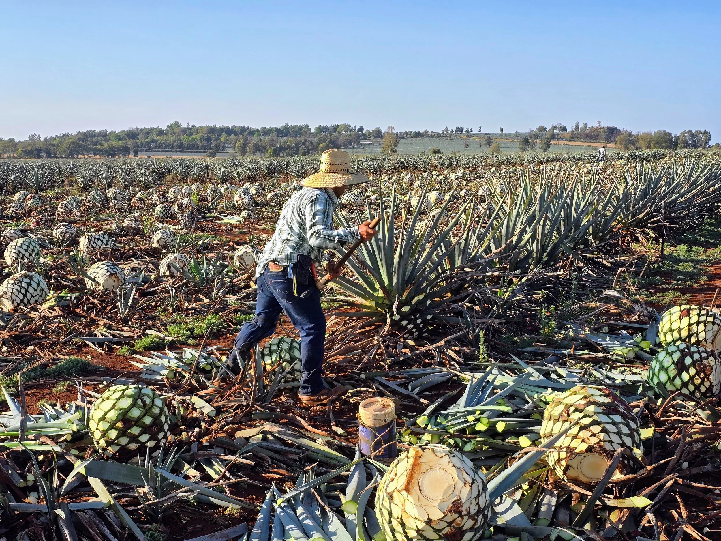 Jima Agave Chemello y Asociados 2026