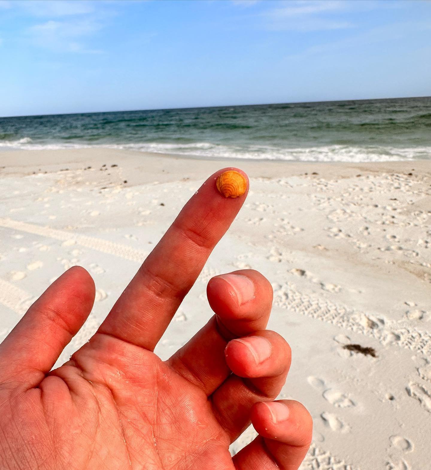Small shells are so cute! Found on Perdido beach
