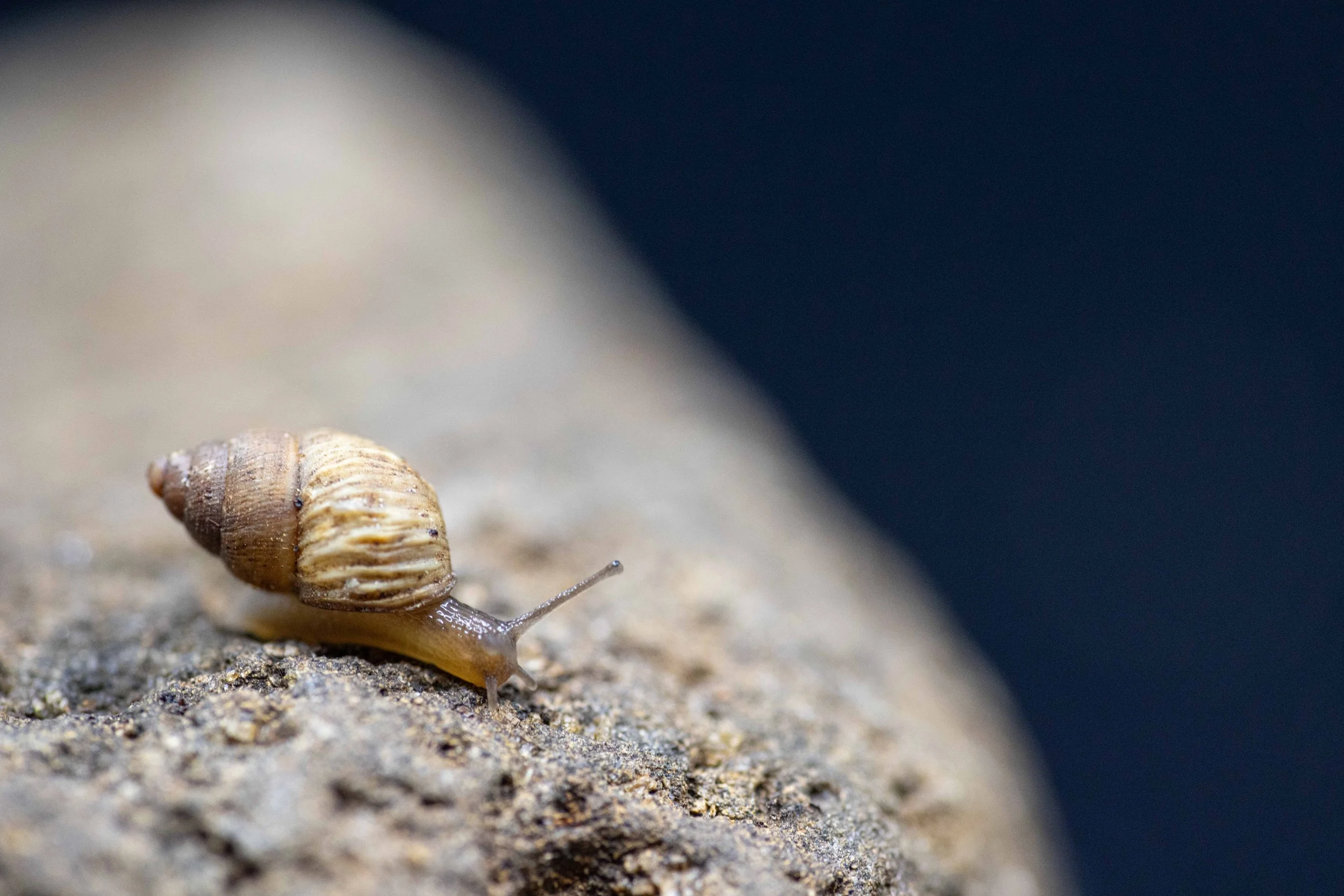 Snail Hunters_Galapagos-78.jpg