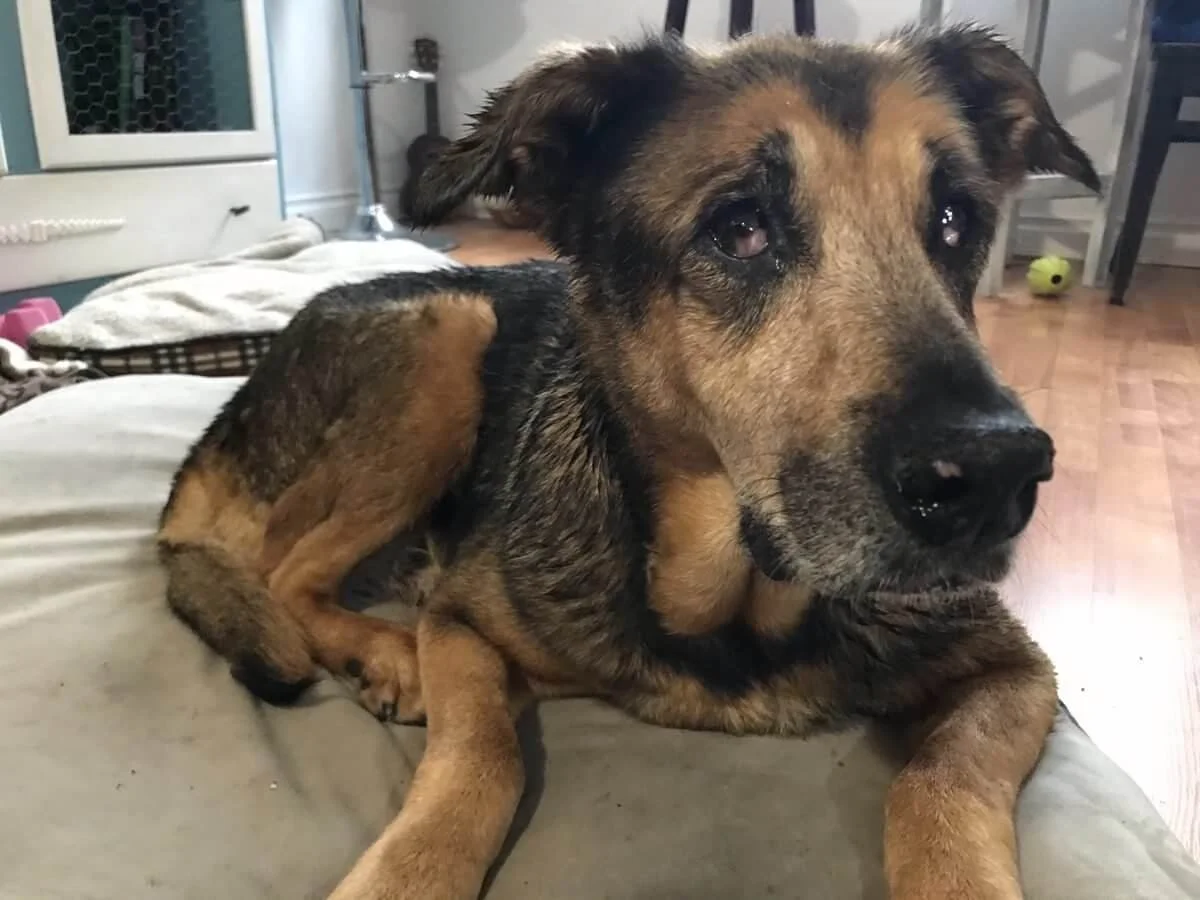 Senior Dogs: The Hidden Gems