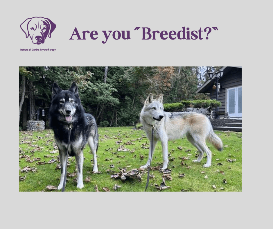 Dog Breeds - Does the breed of your dog affect personality?
