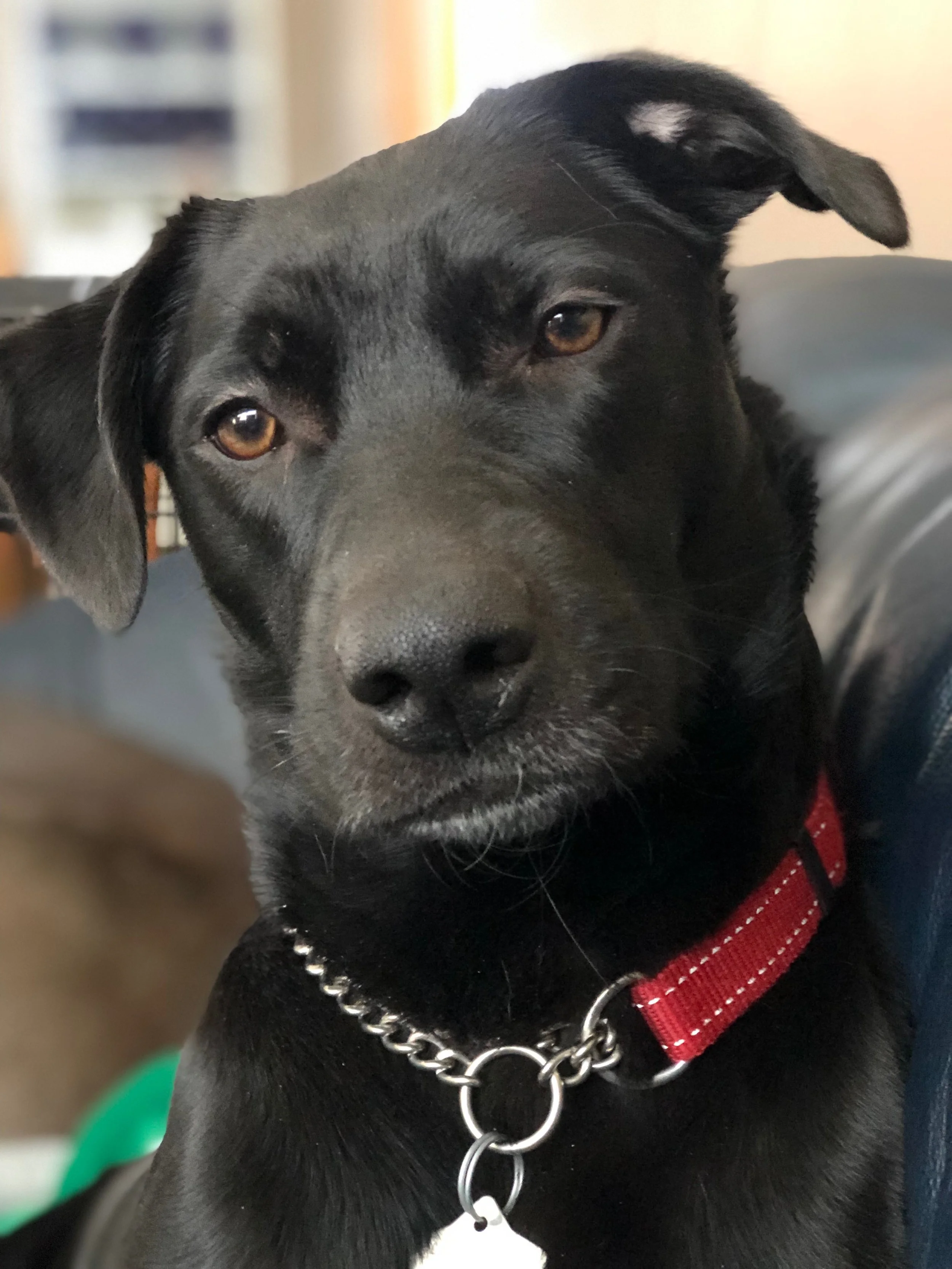 Psychotherapeutic Practices for Dogs: Canine Cognitive Behavioral Therapy-Part 3 of 3 of “Connecting Canine Behavior and Animal Welfare” series