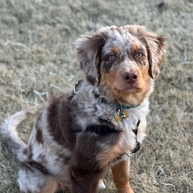 Can Dogs Be Intrinsically Motivated?