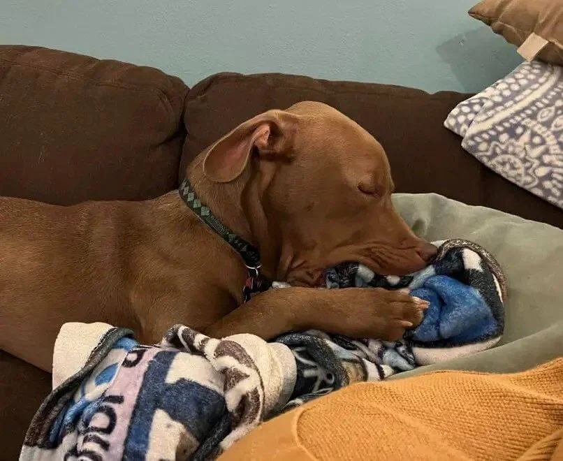 Are “Quirky Behaviors” Breed-Specific?