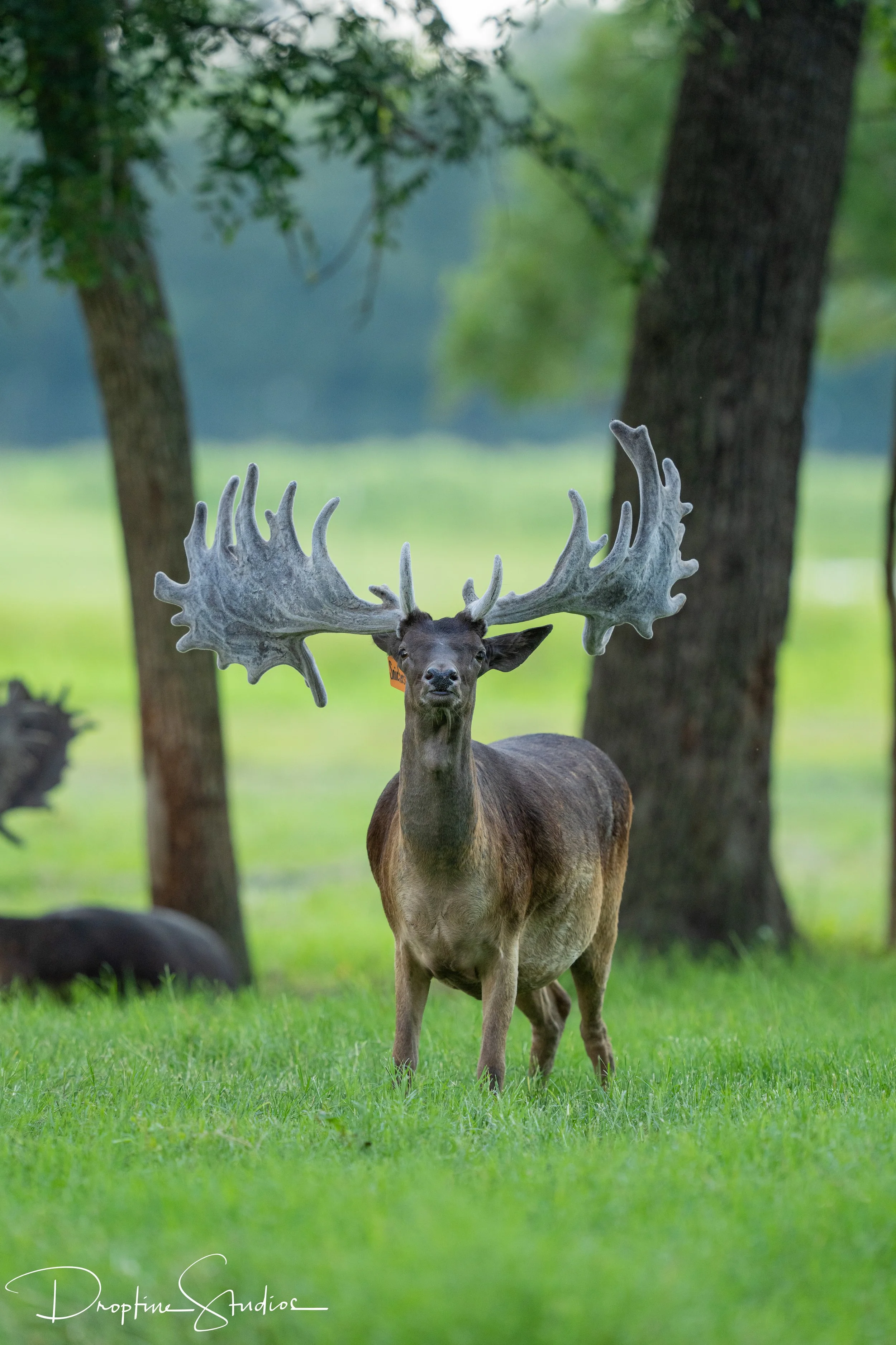 Fallow breeder buck Snickers at Keeper Ranch in Burnet, Texas. Who sells fallow semen.