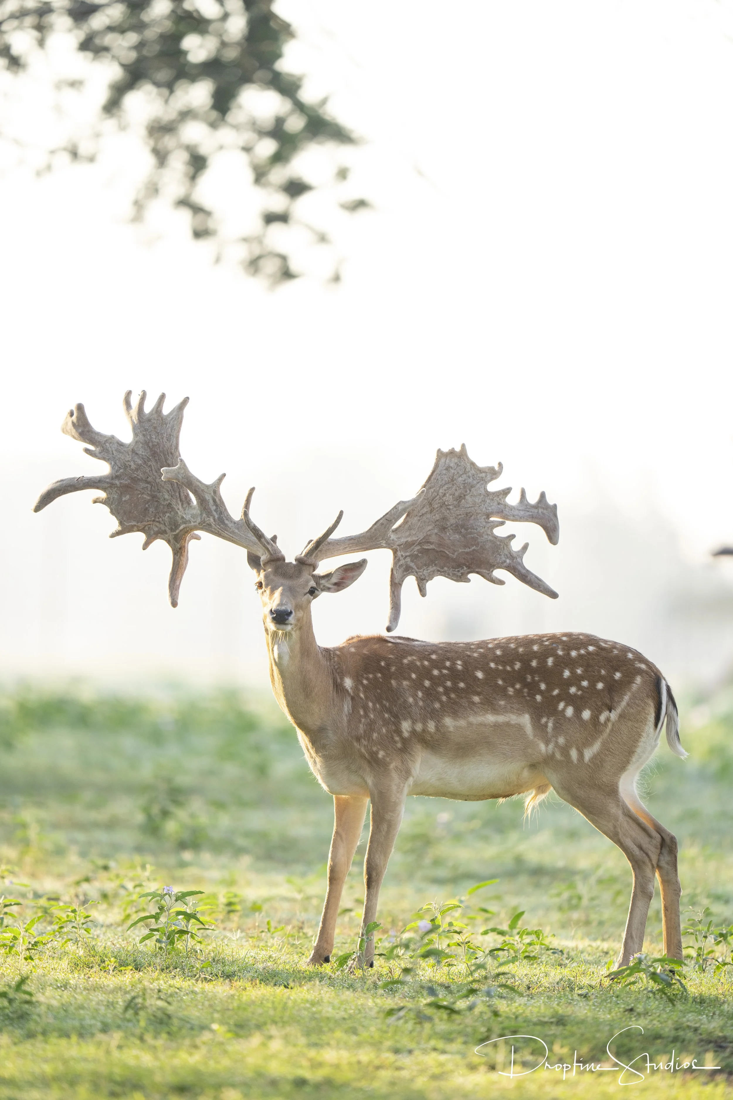 The Natural Fallow Breeder Texas