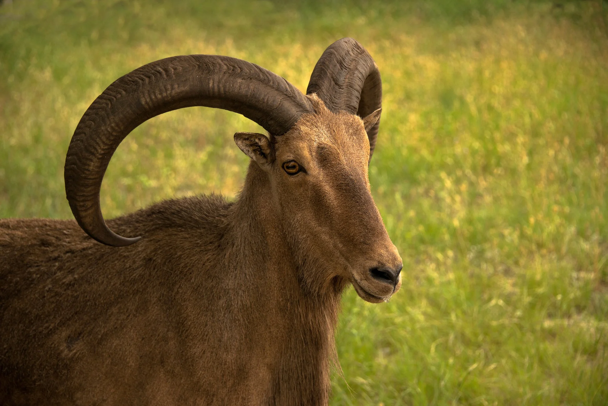 Aoudad.jpg