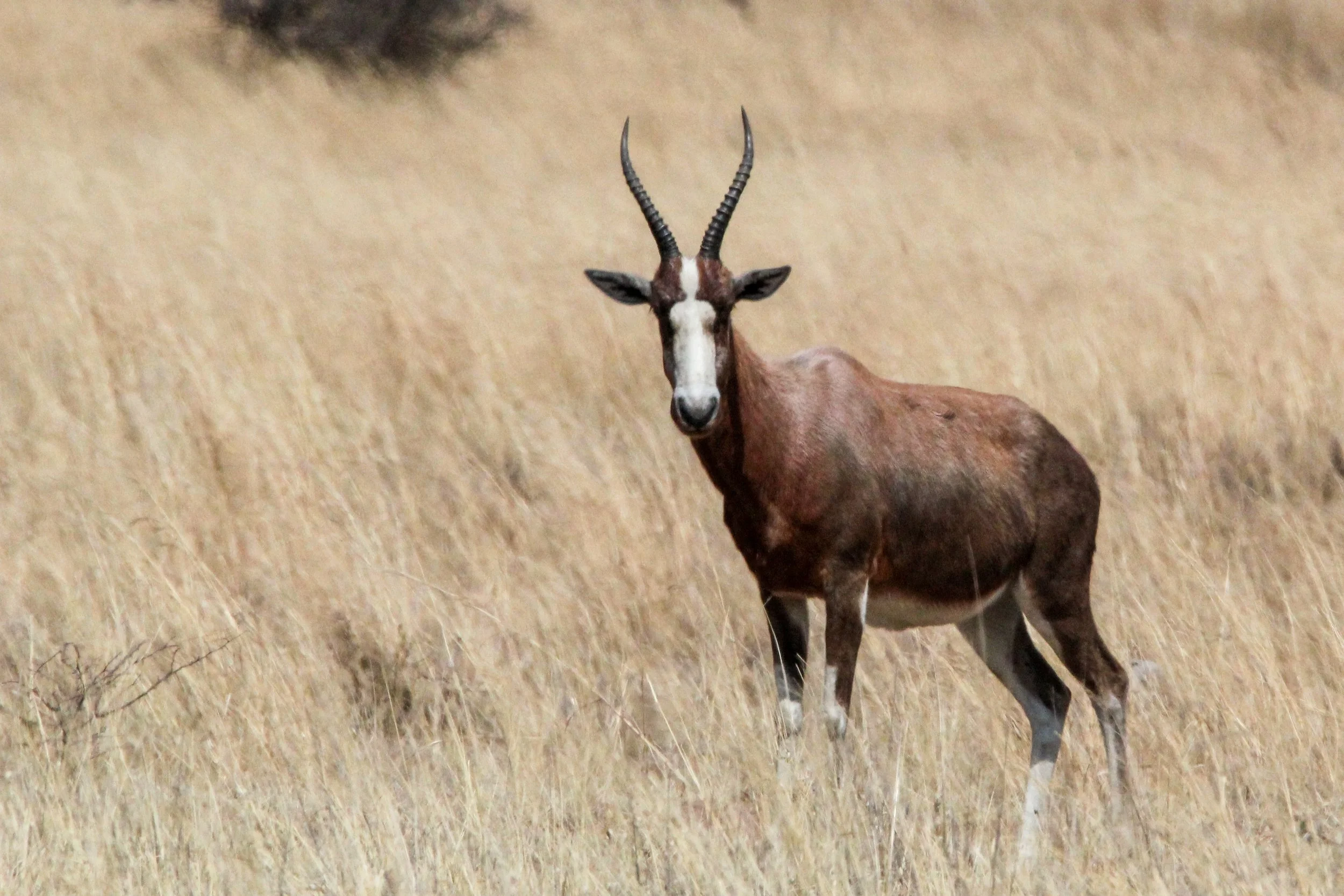 Blesbok.jpg