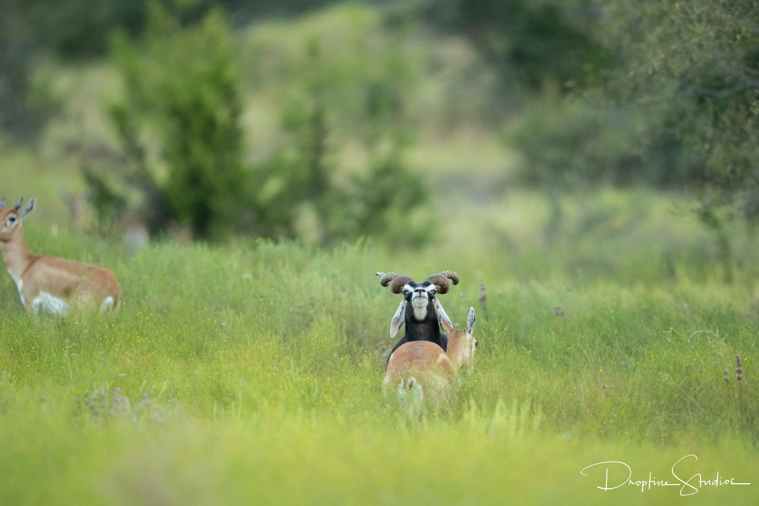 _DSC9458.jpg