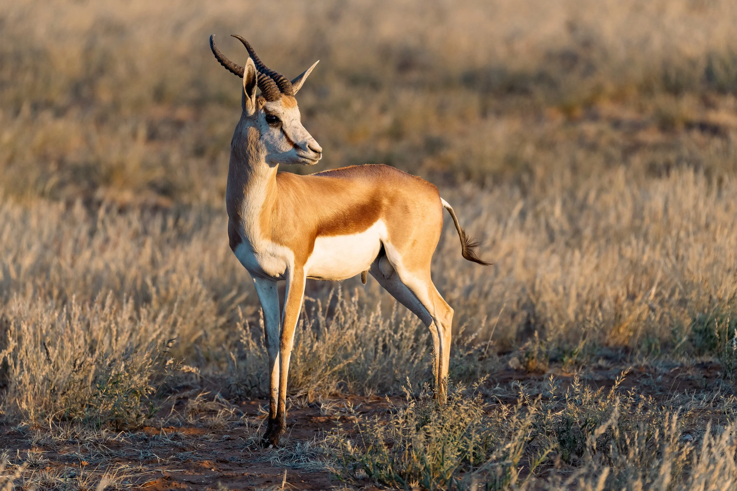 Springbok