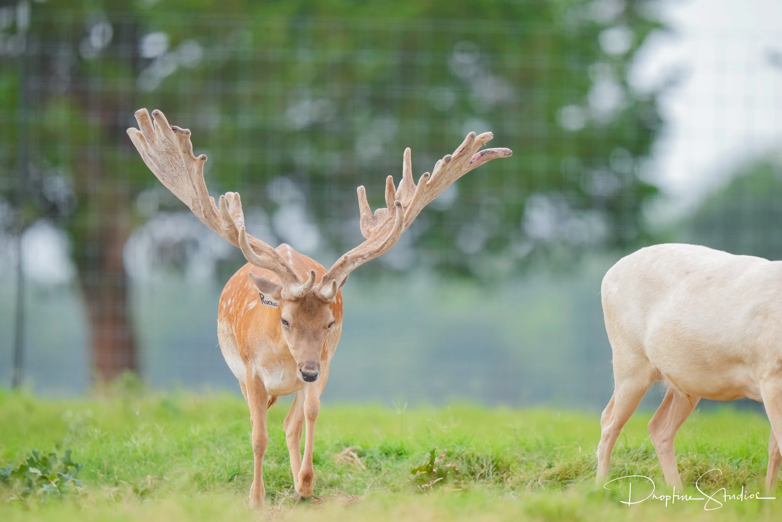 Fallow breeder buck Ruckus at Keeper Ranch in Burnet, Texas. Who sells fallow semen.