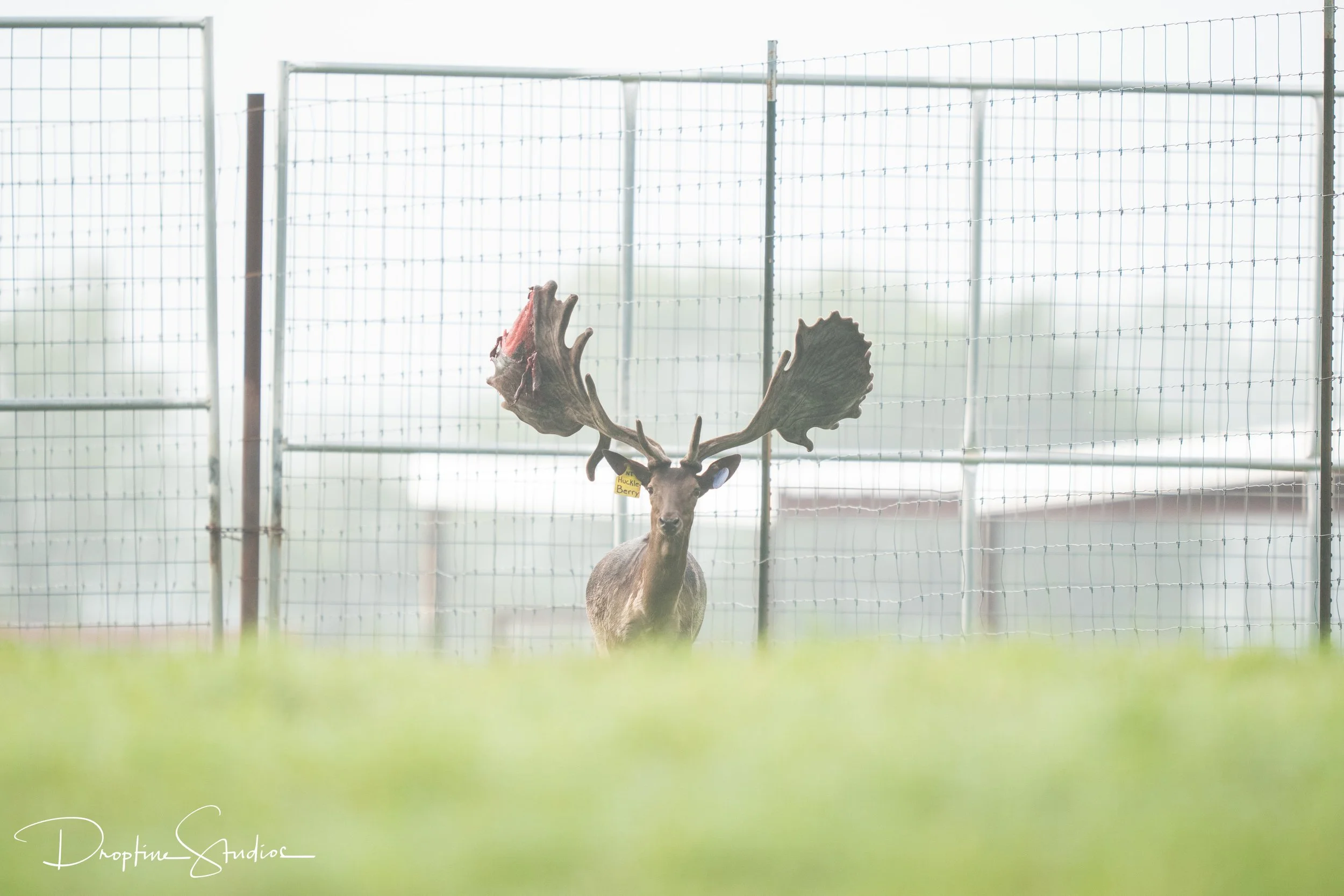 Huckleberry Fallow Breeder Texas