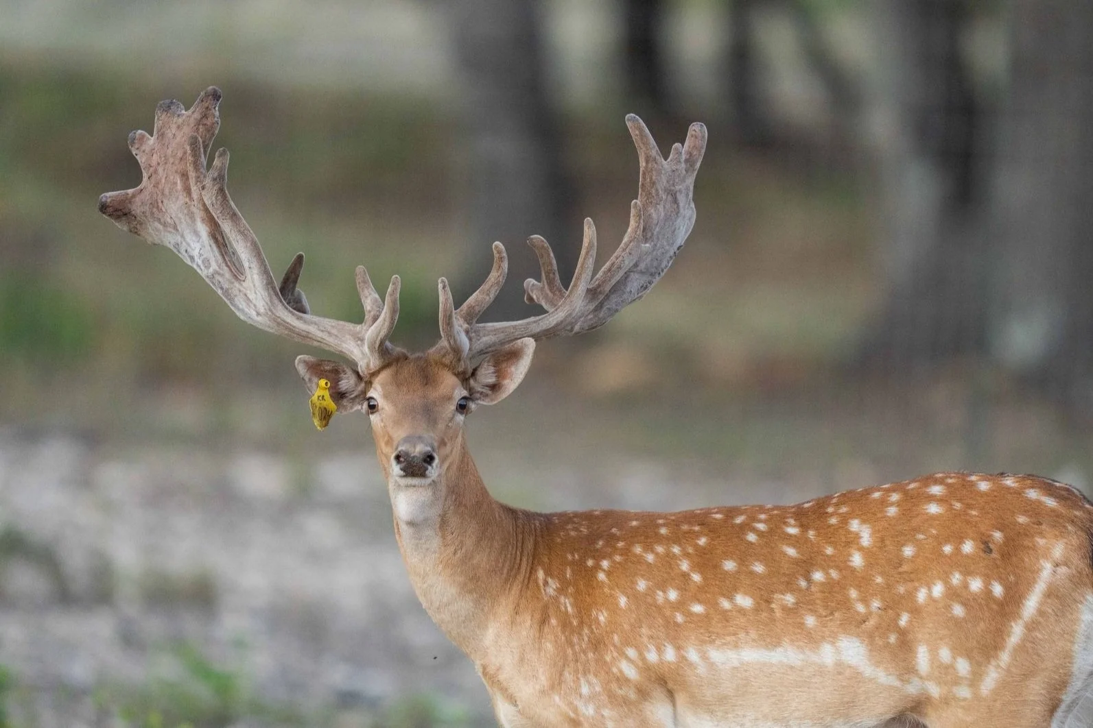 Fallow breeder buck Ironman at Keeper Ranch in Burnet, Texas. Who sells fallow semen.