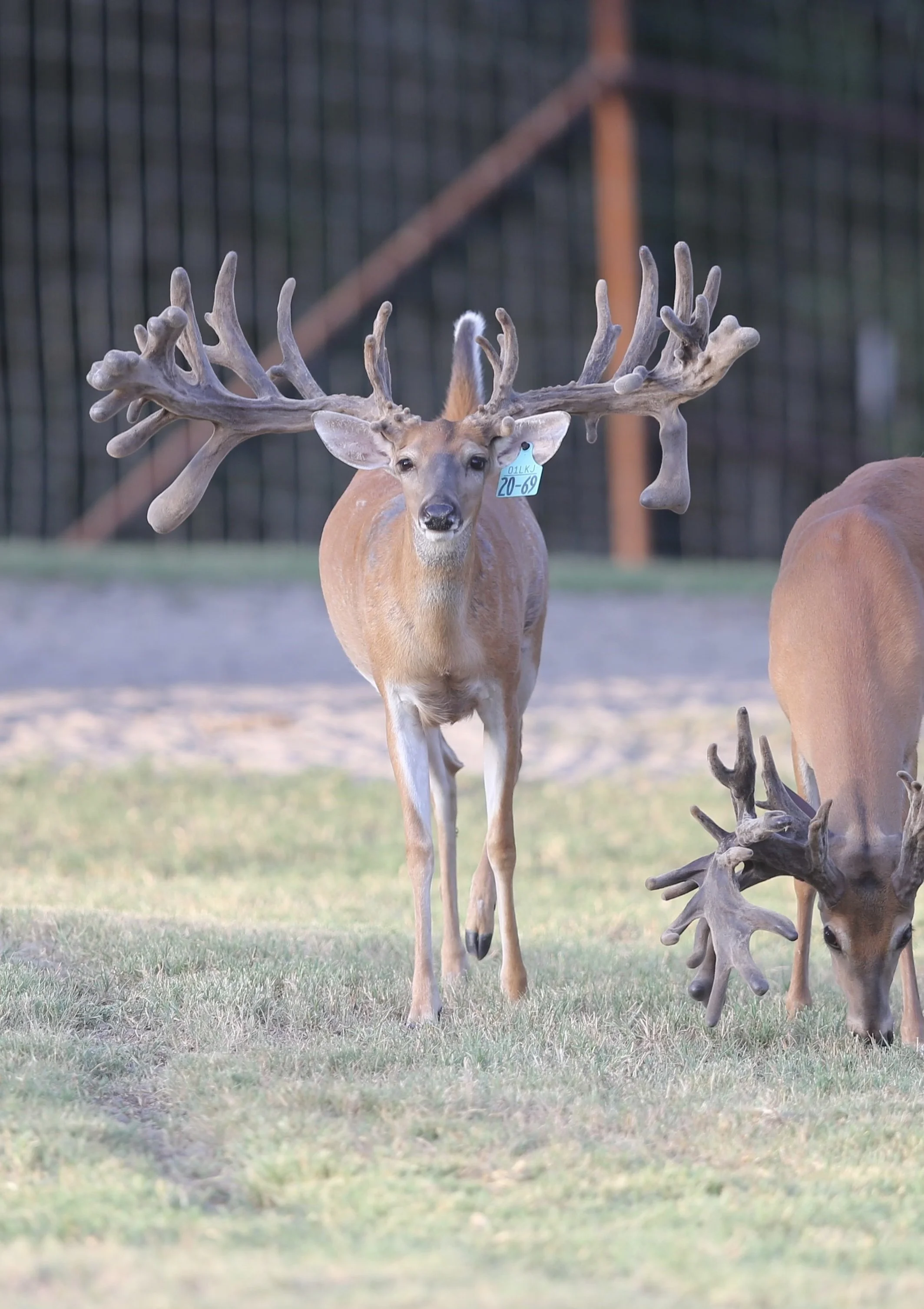 Whitetail breeder buck at Keeper Ranch in Burnet, Texas known for premium genetics and trophy deer breeding.