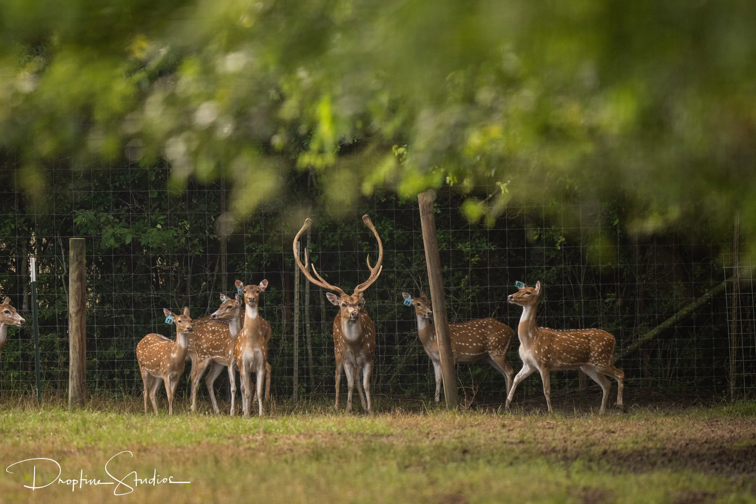 Axis deer breeding program at Keeper Ranch, a premier exotic deer ranch in Burnet, Texas. World Largest Axis. Alpha.
