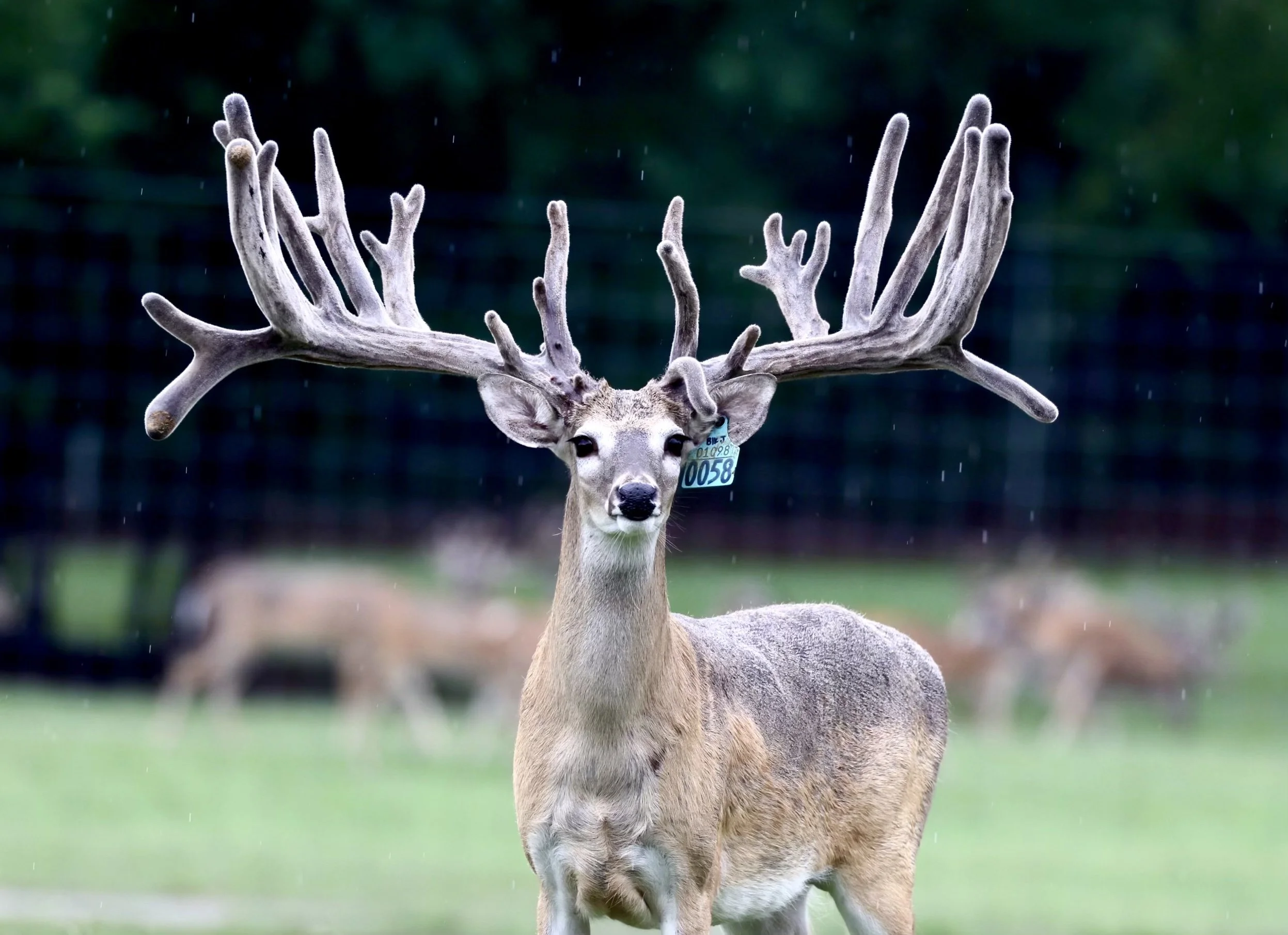 Whitetail breeder buck at Keeper Ranch in Burnet, Texas known for premium genetics and trophy deer breeding.