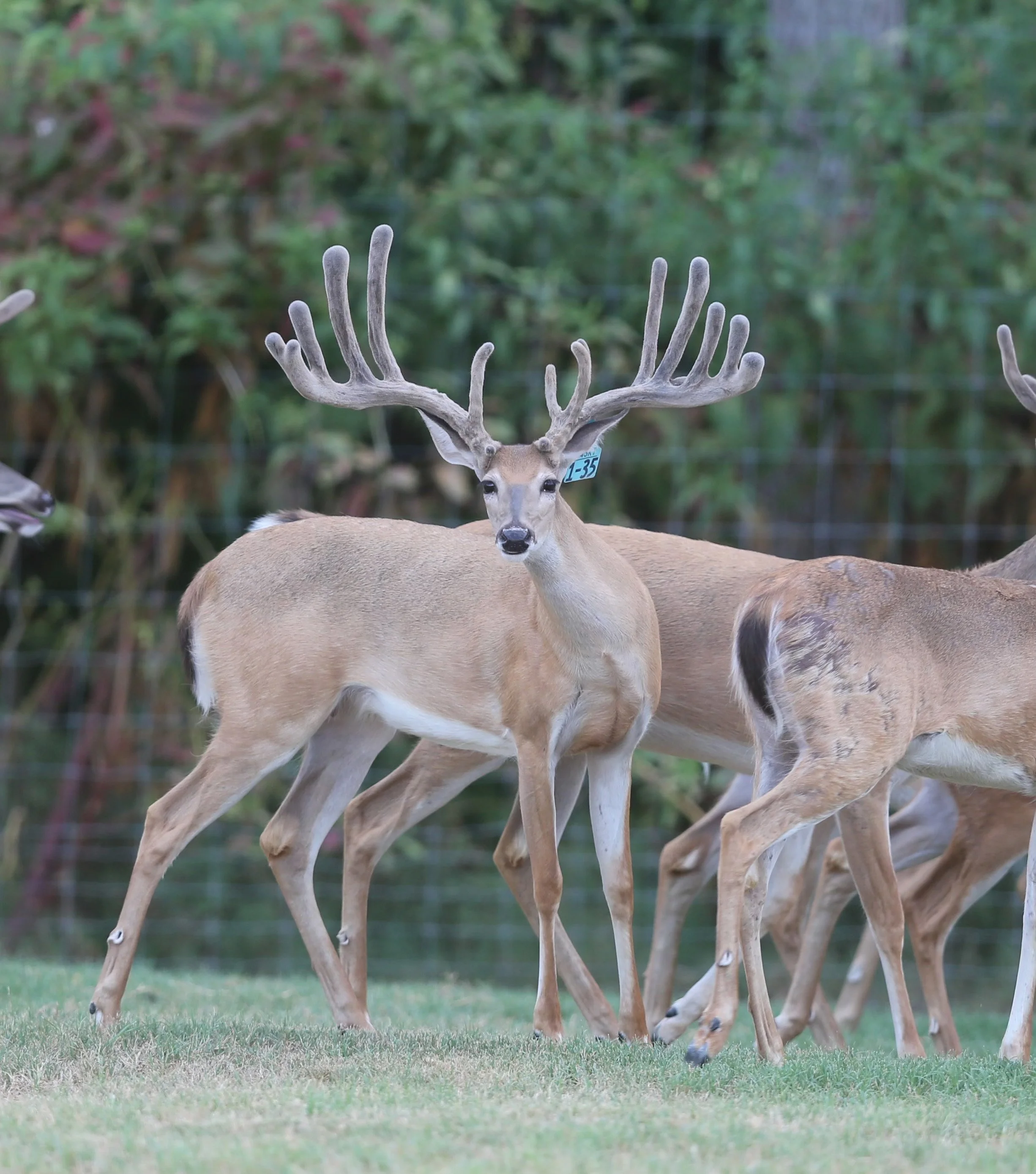 Whitetail breeder buck at Keeper Ranch in Burnet, Texas known for premium genetics and trophy deer breeding.