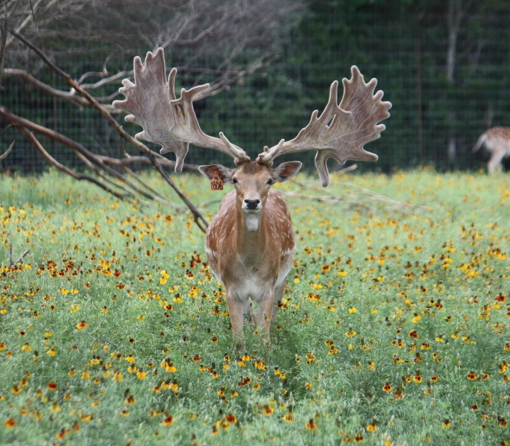 Fallow breeder buck Avenger at Keeper Ranch in Burnet, Texas. Who sells fallow semen.