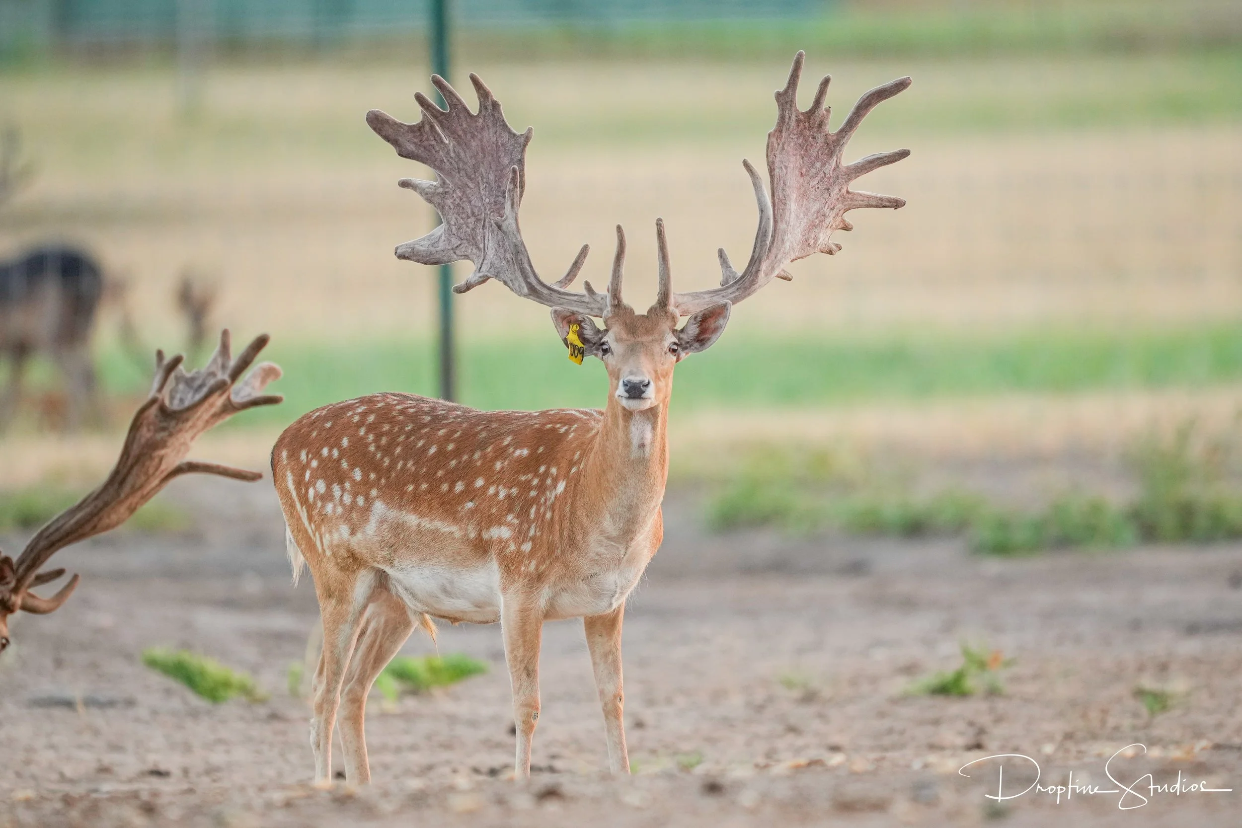 Fallow breeder buck Revenge at Keeper Ranch in Burnet, Texas. Who sells fallow semen.