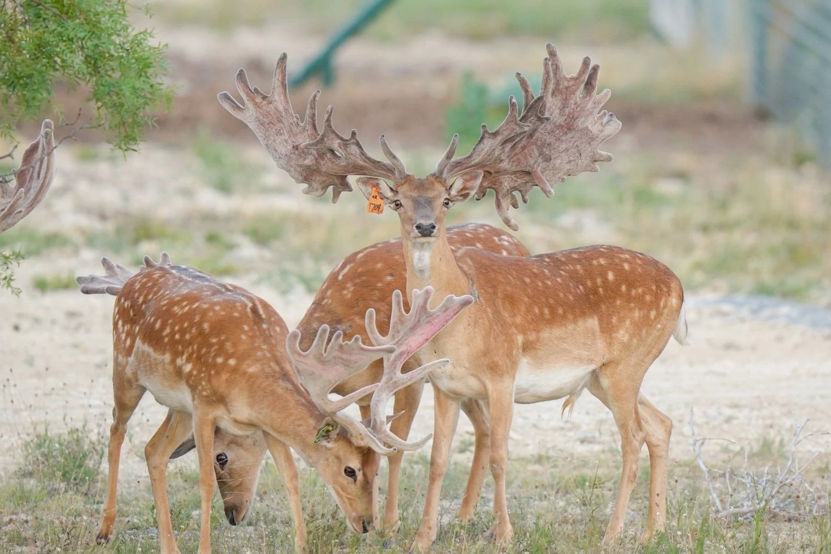 Fallow breeder buck Blades at Keeper Ranch in Burnet, Texas. Who sells fallow semen.