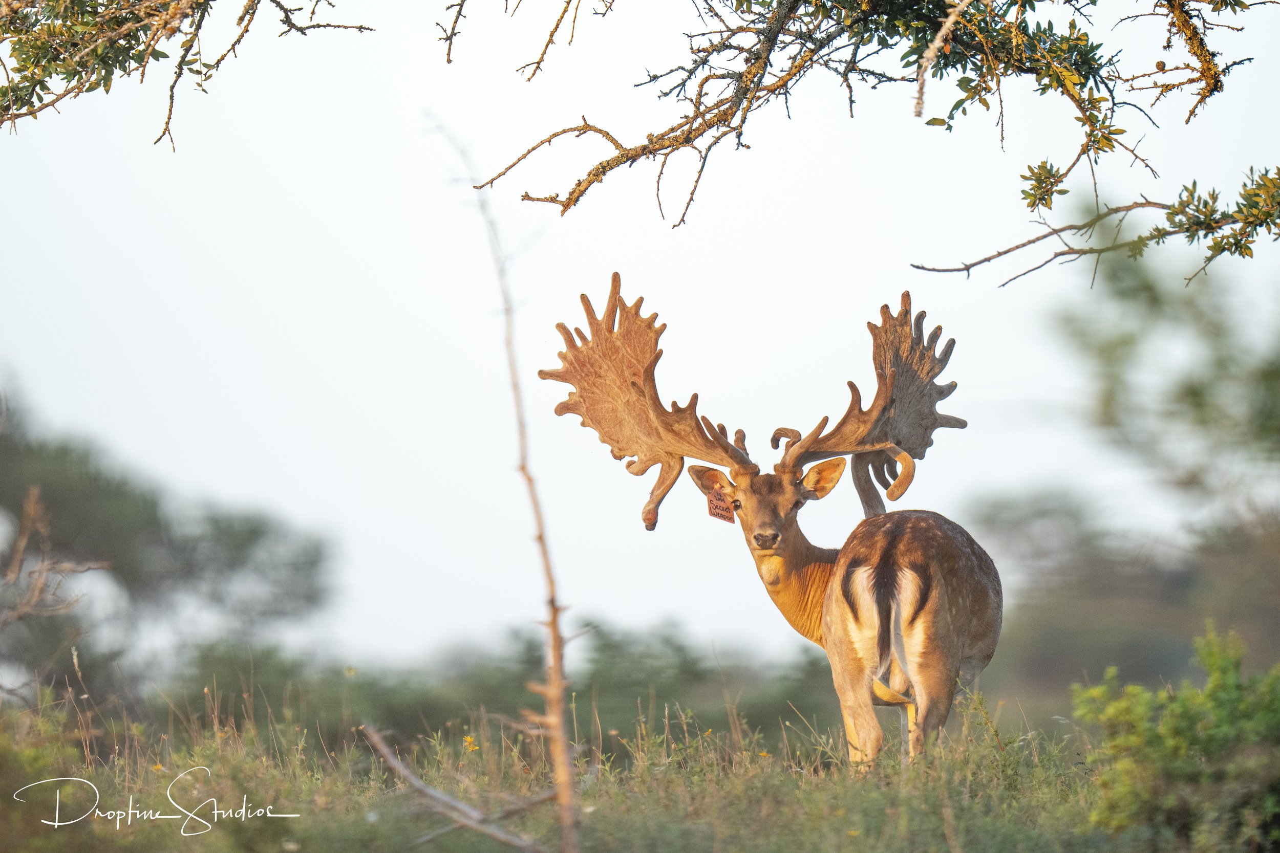 Fallow breeder buck Game Secret Weapon at Keeper Ranch in Burnet, Texas. Who sells fallow semen.