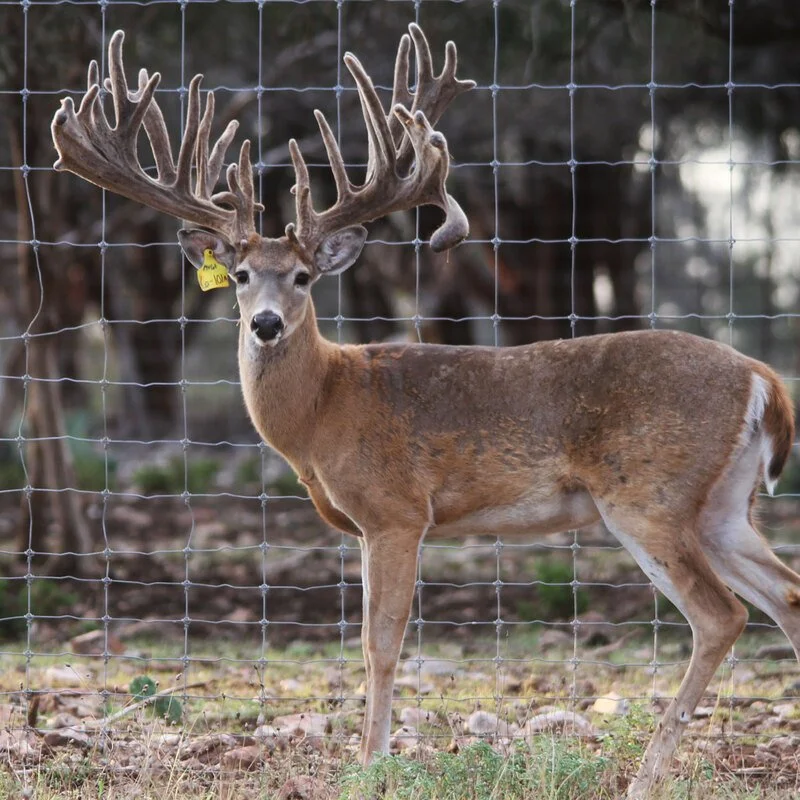 Whitetail breeder buck at Keeper Ranch in Burnet, Texas known for premium genetics and trophy deer breeding.