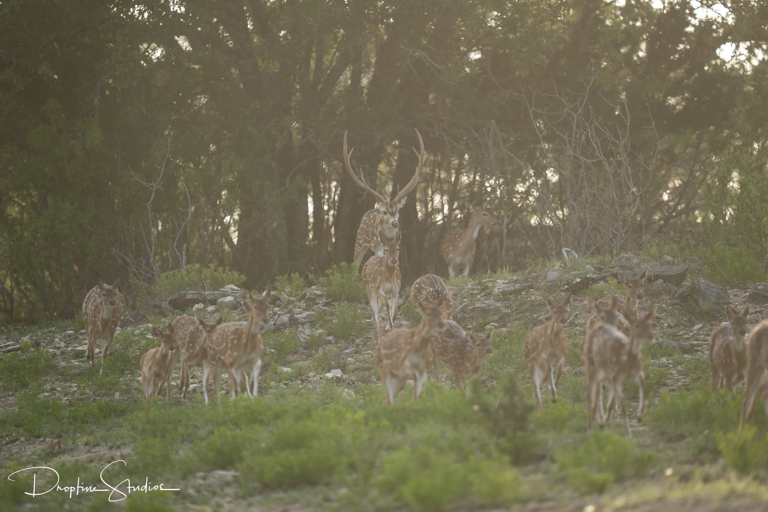Axis deer breeding program at Keeper Ranch, a premier exotic deer ranch in Burnet, Texas. Odin.