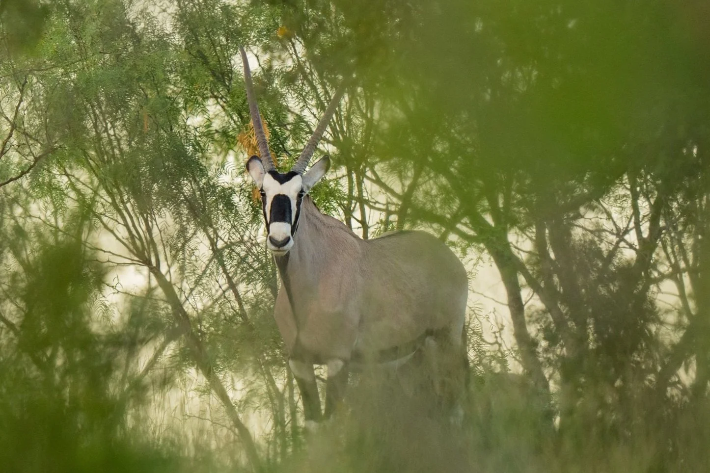 Trophy Gemsbok breeder at Keeper Ranch in Burnet, Texas known for exceptional exotic genetics and breeding program.