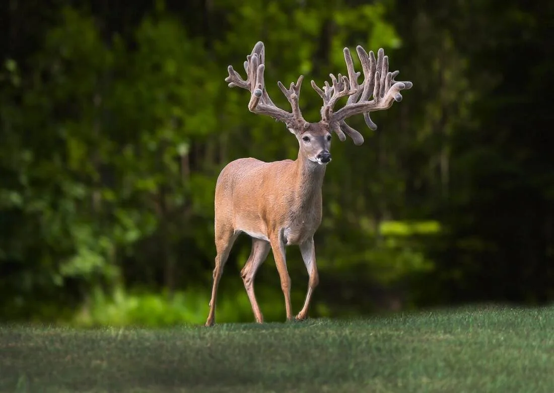 Whitetail breeder buck at Keeper Ranch in Burnet, Texas known for premium genetics and trophy deer breeding.