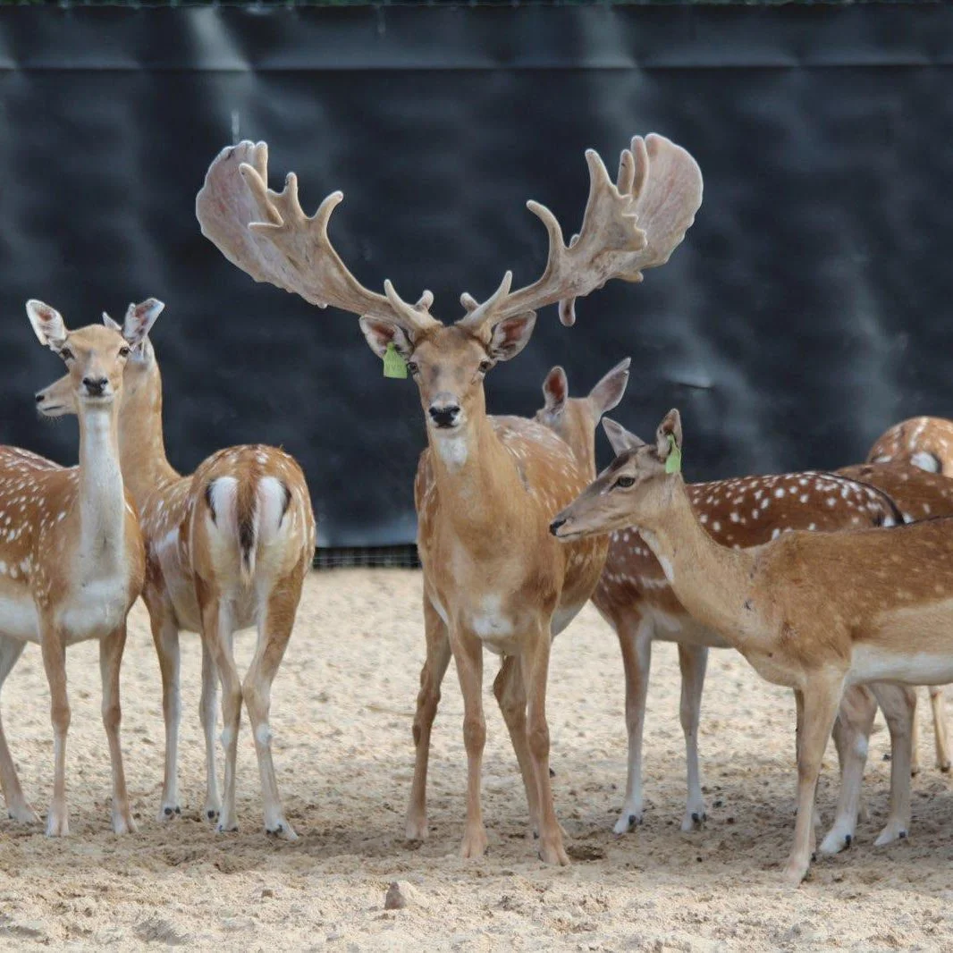 Fallow breeder buck Thunderstuck at Keeper Ranch in Burnet, Texas. Who sells fallow semen.