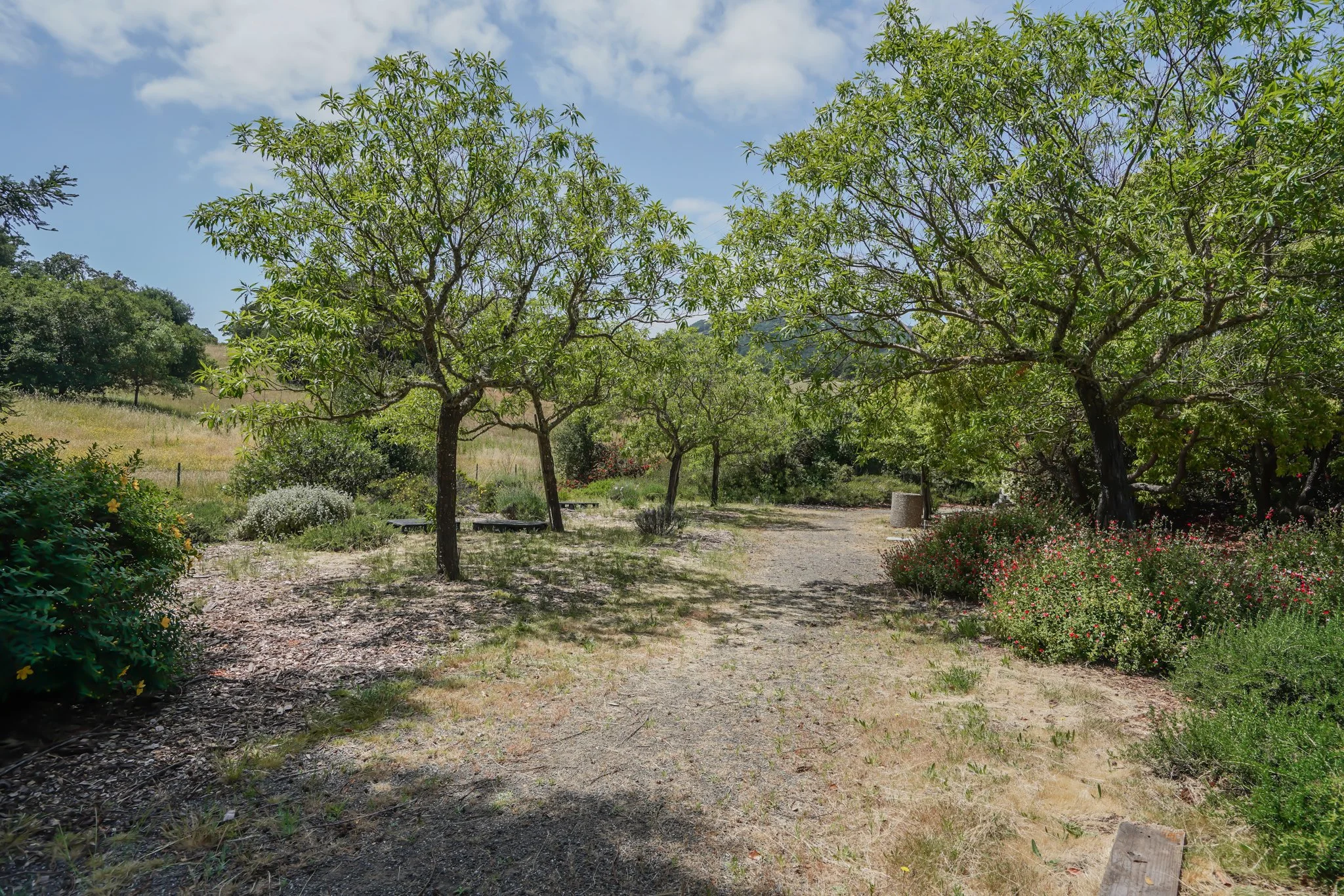 A peaceful park path lined with green trees and colorful bushes, under a partly cloudy sky.