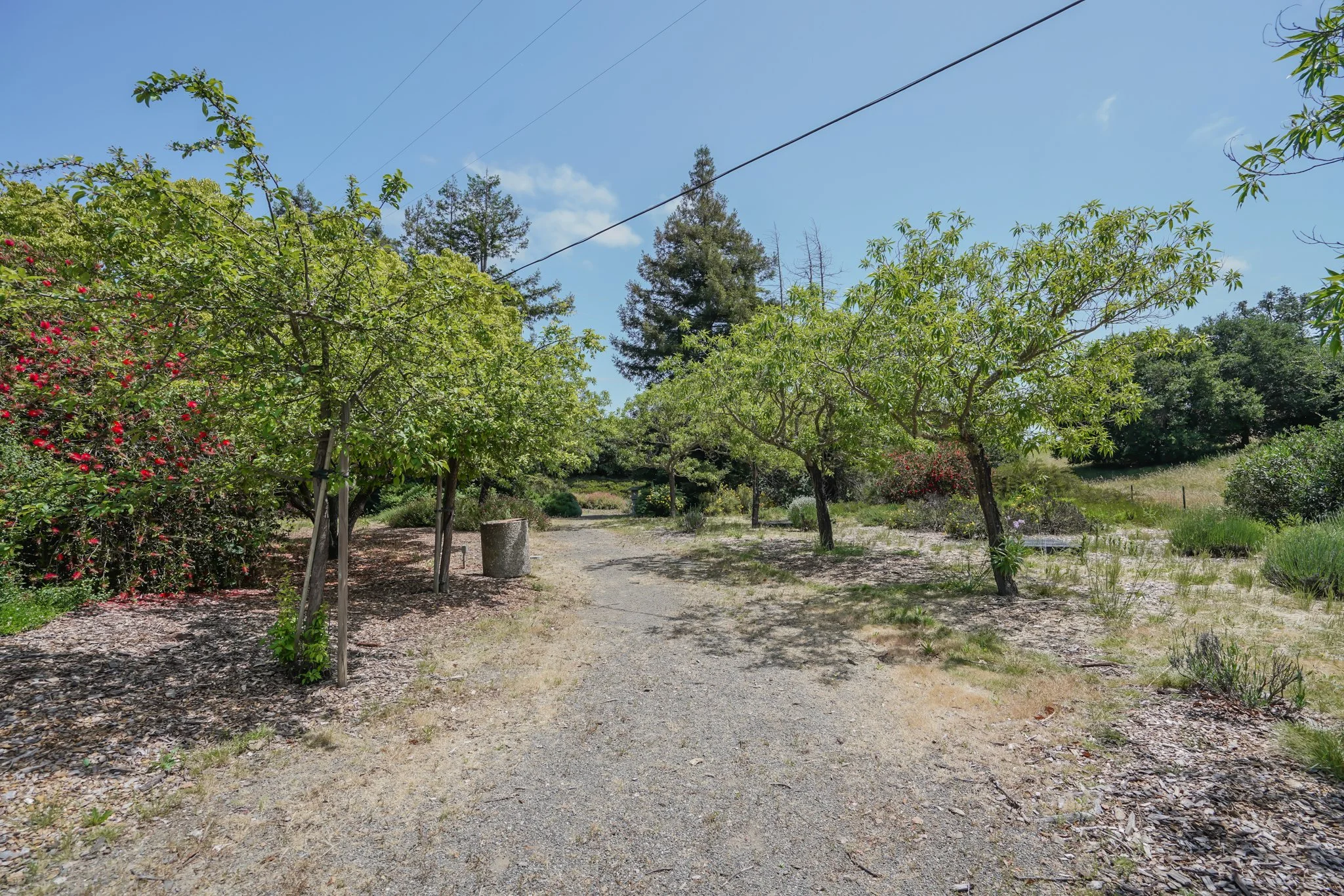 A dirt path in a park or garden with trees and bushes on both sides, some trees supported by wooden stakes, a blue sky with a few clouds, and a utility wire overhead.