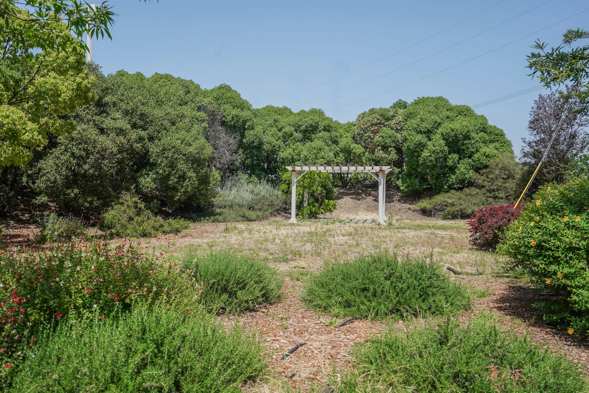 A garden with various bushes and flowering plants, a white pergola structure, and a backdrop of tall green trees under a clear blue sky.