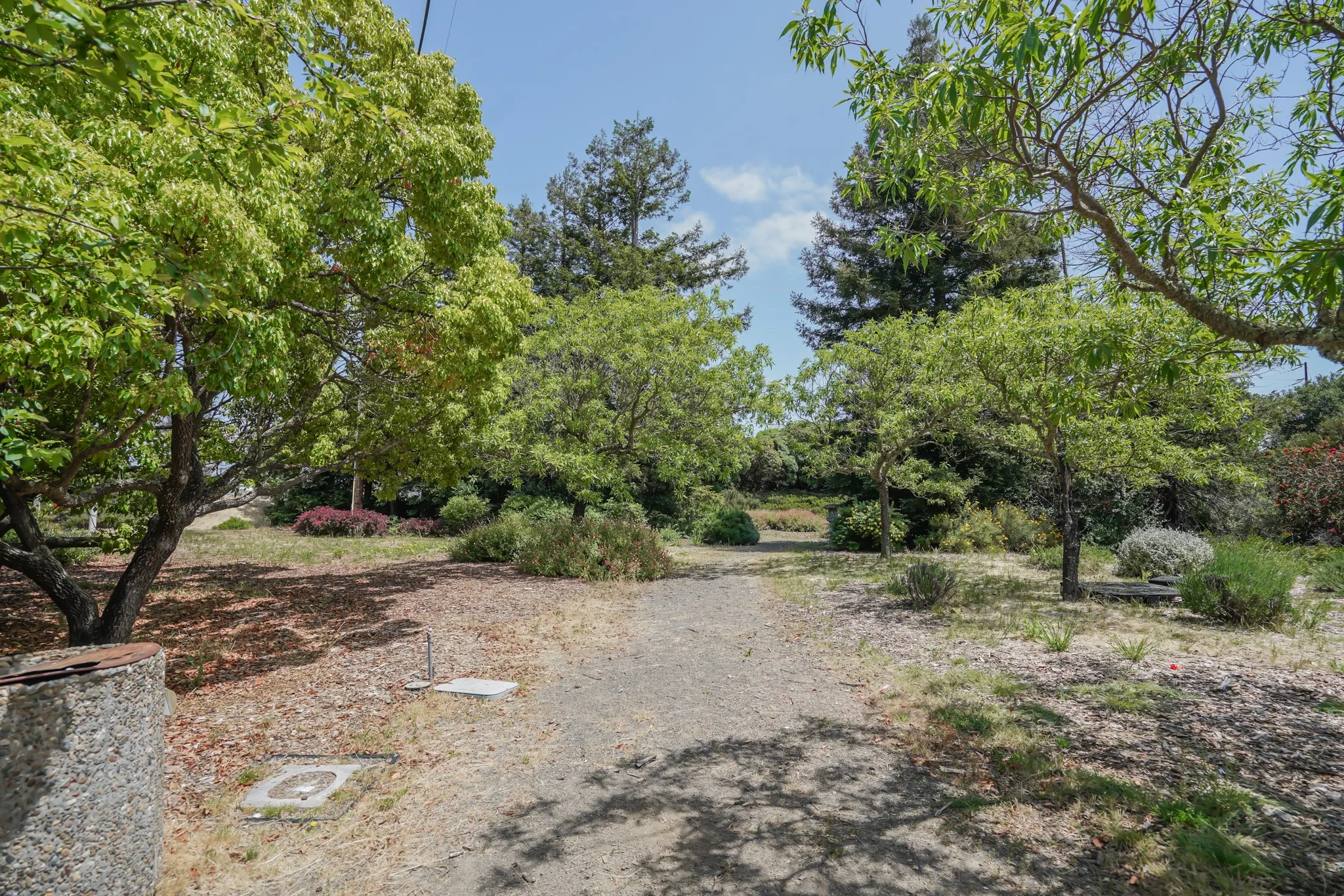 A dirt pathway winds through a lush garden with various green trees and shrubs on a sunny day.