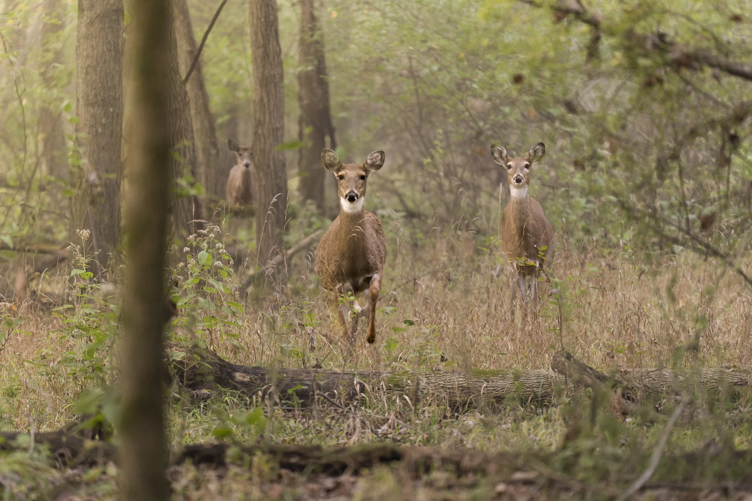 Three young deer standing in a wooded forest area, surrounded by trees and grass, looking toward the camera