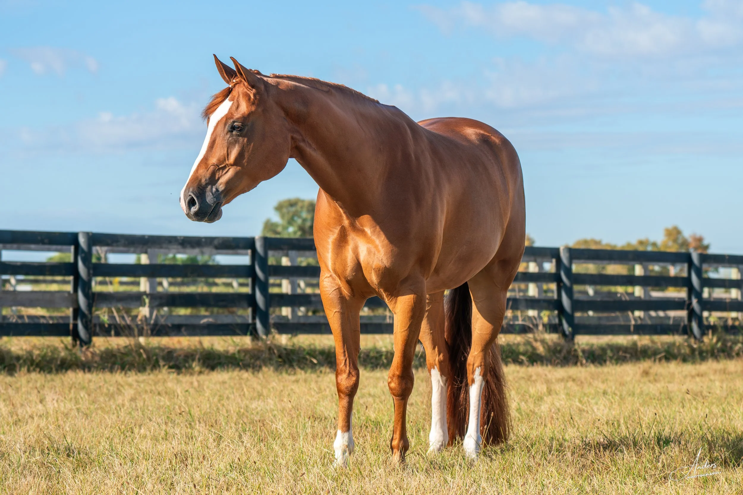 DSC044692-Enhanced-NR (1).jpg