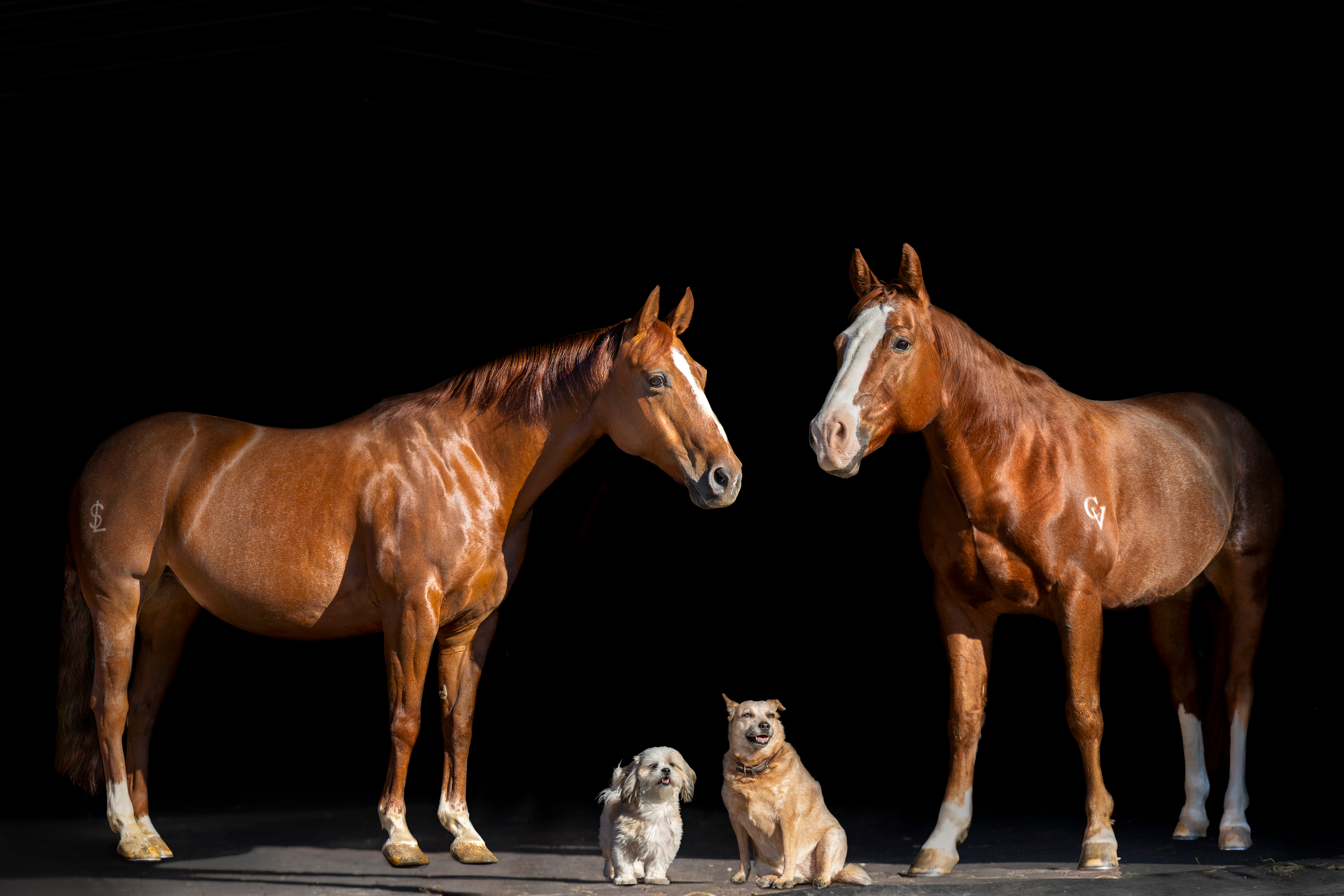Two horses and two dogs standing on a stage with a black background.
