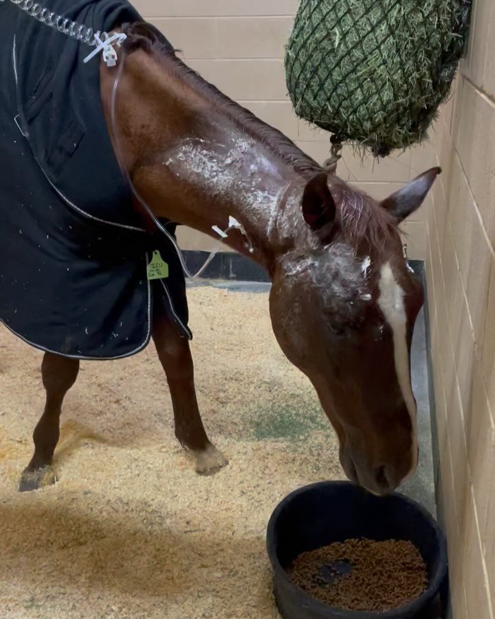🕯️We knew the odds were against him.

Sterling left Bowie severely emaciated, battered, and weak. And yet, yesterday, he had a good day. He stood in safety. He received nourishment and care. He was deeply loved. You can see what a difference those f