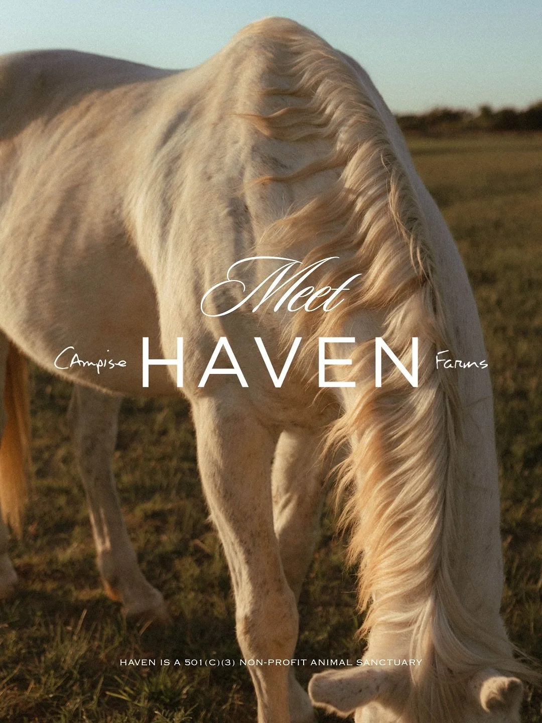 What began as a vision for one barn has become something much bigger. A living, breathing sanctuary for blind, aging, and medically complex horses to heal, connect, and simply be.

From our rescue and hospice barn, where each horse is met with indivi