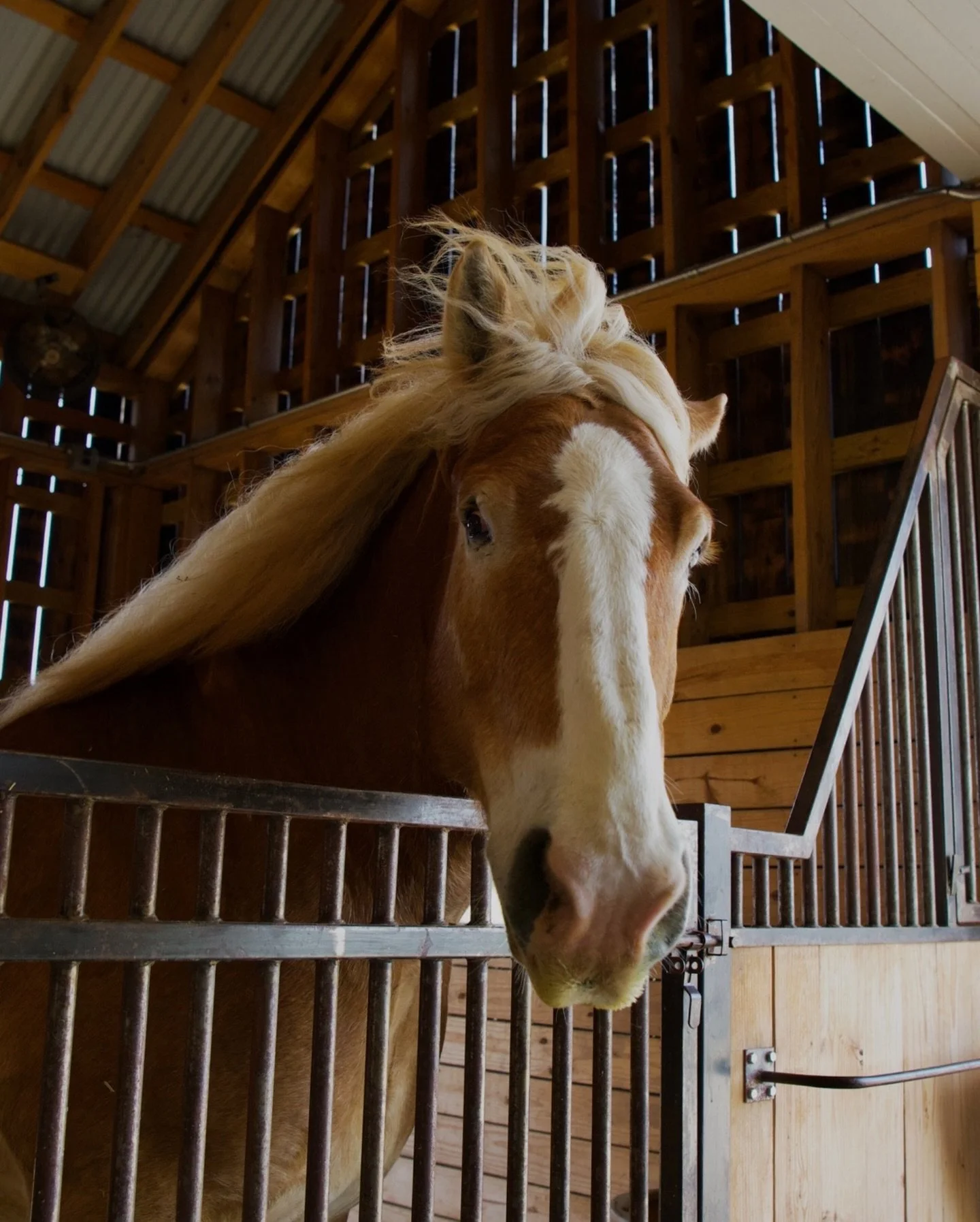 Our resident heartthrob, Cooper, is happy to report: the Texas heat is officially gone for the season.⁠
 ⁠
Summers in Central Texas can be brutal, especially for senior and special needs horses, so climate control isn&rsquo;t a luxury, it&rsquo;s a n