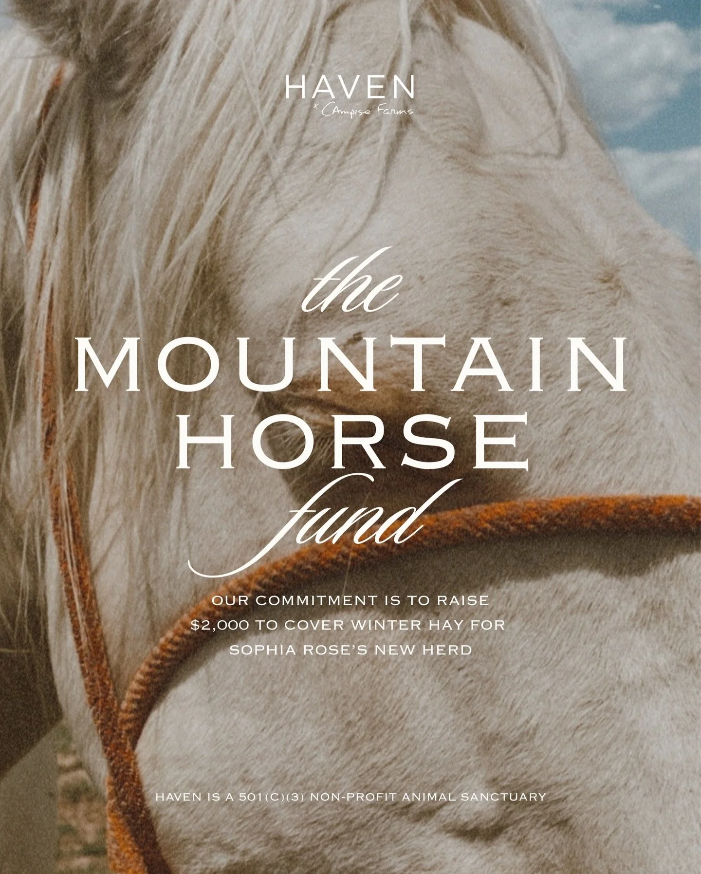 Some moments change everything, and for Sophia, it began the day two horses wandered into her quiet mountain space and simply stayed. 
⁠
No owner, no trail to follow, just two souls who felt at home with her. Over time, they became part of her days, 