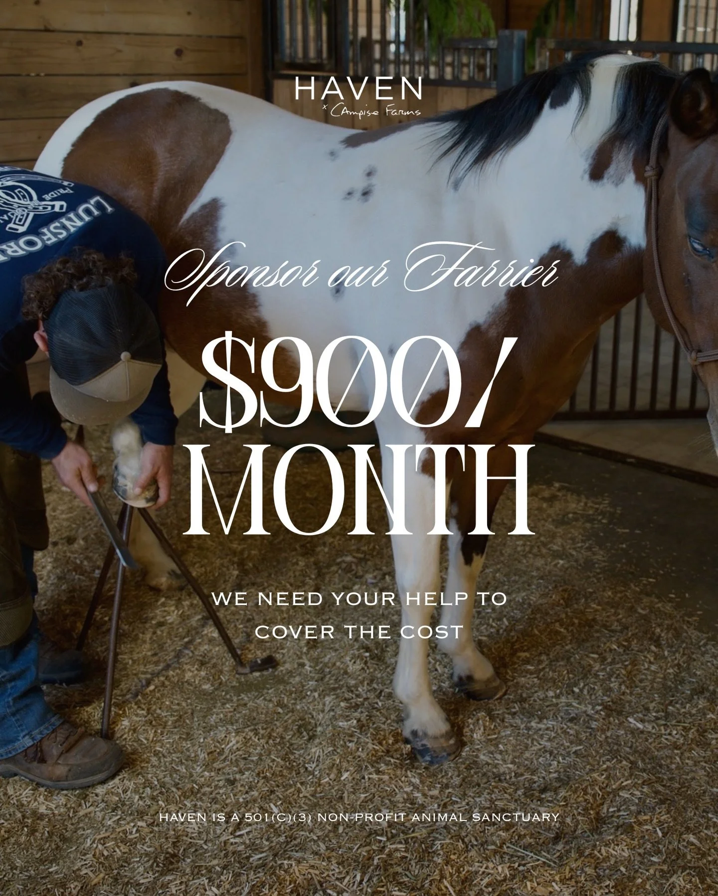 One of haven&rsquo;s most essential monthly expenses is farrier care. Safe trims, balanced feet, and ongoing comfort for every horse in our care.

Our farrier cost is now $900 per month, and we&rsquo;re opening this up for sponsorship in a few meanin