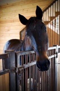 A black horse with a white star on its forehead standing behind a wooden fence inside a barn.