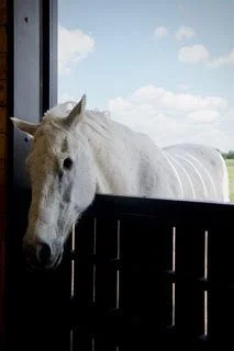 White horse looking over a wooden stable door with a blue sky and clouds in the background.