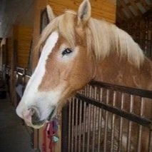 Close-up of a light brown and white horse inside a stable.