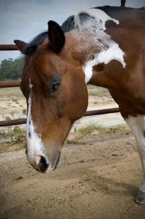 Close-up of a brown and white pinto horse standing outdoors on a sandy surface