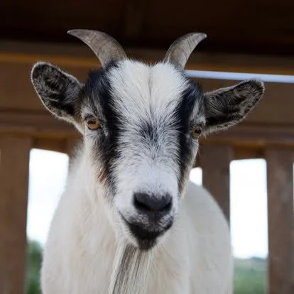 Close-up of a white goat with black markings, curved horns, and a beard, standing inside a wooden structure with windows.