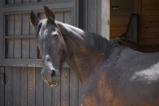 A gray horse standing in a stable with wooden walls.
